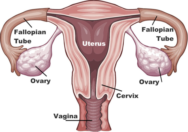 Cross-National Variation in Knowledge of Ovulation Timing in Sub-Saharan Africa